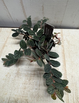 ペリオニア　プルクラ【現品】