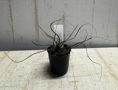 アロカシア　フライングスクイッド【現品】　