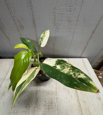 フィロデンドロン　ドメスティクム　【現品】