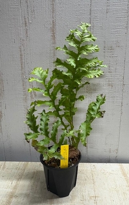 アグラオモルファ　メイエニアナ　クレステッド　【現品】