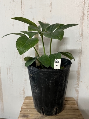 dd-WG(ホワイトゴールド)× sd-桜利休【So1】　交配タグ苗