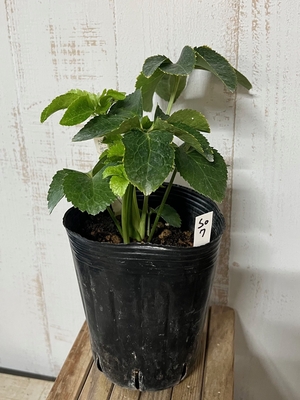 sd濃利休 × TLsd(多弁ラージセミダブル)-G(ゴールド)【So7】　交配タグ苗