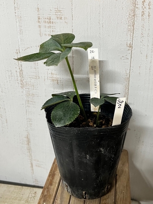 dd-gr(グリーン)白抜きピコ　セルフ【So2】　