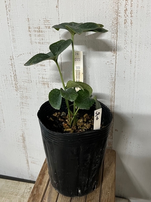 dd-pa(パープル)VG(ベリーグッド、良い形、良い色など) × dd-pa(パープル)冬ボタン（T×D(多弁×大輪系)）【So6】交配タグ苗　