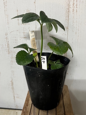 dd-Gフラ(ゴールドフラッシュ)（L(ひとつ前の交配が利休系)) × dd-日の丸利休【So4】　交配タグ苗