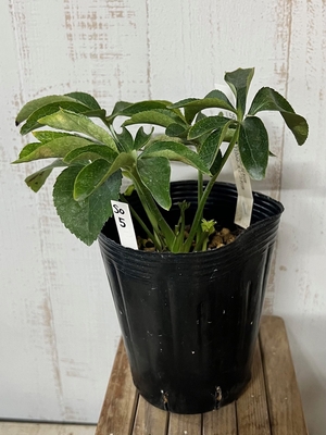 sd-桜利休 × dd-太ピコ利休【So5】　交配タグ苗