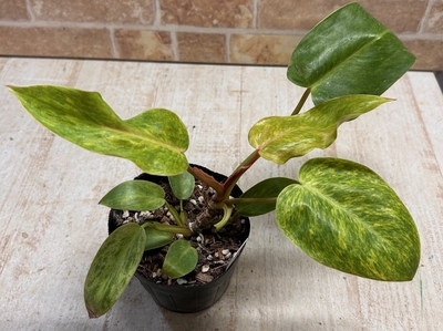 フィロデンドロン　ペインテッドレディ　【現品A】