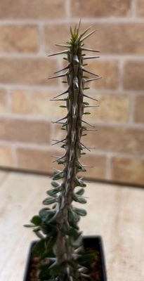 アローディア（吾竜木）　【現品】