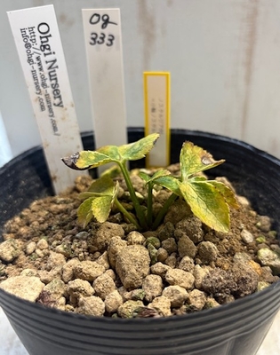 ノスタルジアdd×小輪ノスタルジアdd【Og333】交配タグ苗