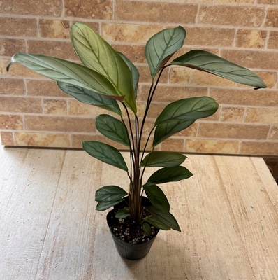 クテナンテ　グレイスター