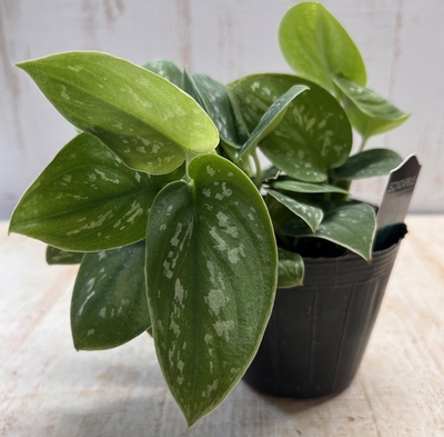 【現品】スキンダプサス　アルギレウス