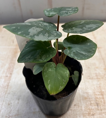 ホマロメナ　フロッグアーミー【現品】