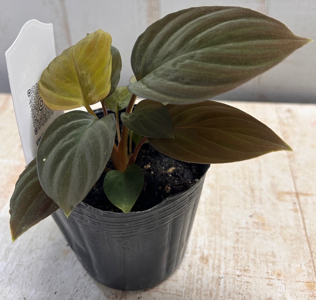 ホマロメナ　ブラックベルベット ホマロメナ ブラックベルベット【現品】 | グリーンホビー