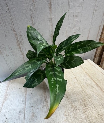 アグラオネマ　マリア　【現品】
