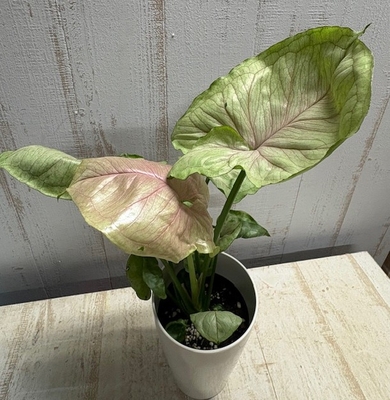 シンゴニウム【現品】