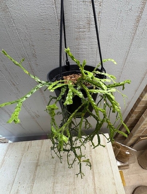 フペルジア　ヌンムフォリア　【現品】