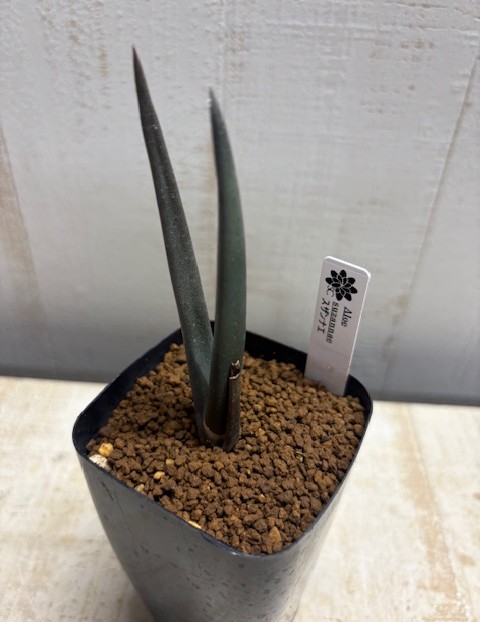 アロエ スザンナエ【現品】 | グリーンホビー