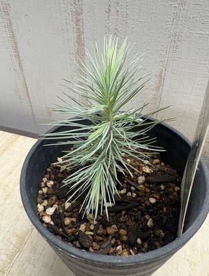 マルチネス　ピニョンマツ【現品】