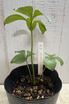 sd利休　×　Tdd(多弁)-ホワイトリップ【So8】　交配タグ苗