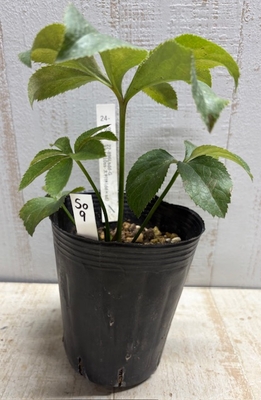 Lsdd(多弁セミダブル)-G(ゴールド) × ss-太利休(dd× sd)【So9】　交配タグ苗