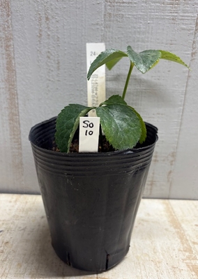 dd-ホワイトフラッシュL＝利休系× dd-日の丸利休【So10】　交配タグ苗