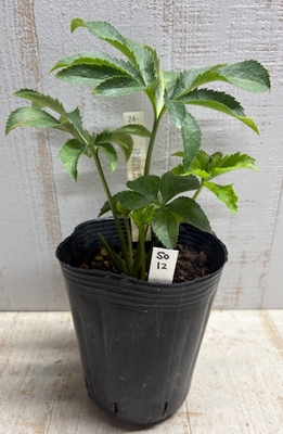 sd濃利休　×　TLsd(多弁ラージセミダブル)-G(ゴールド)【So12】　交配タグ苗