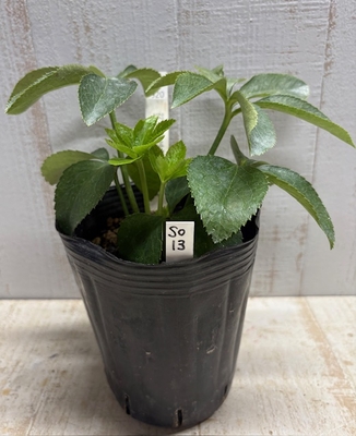 TLsd(多弁ラージセミダブル)-ゴールド糸ピコティ　×　sddd-グレープ【So13】　交配タグ苗