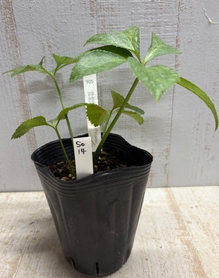 Lsd(ラージセミダブル)-ピコベイン(T×LsdG)　×　Lsdd(ラージセミダブル)-ゴールド【So14】　交配タグ苗