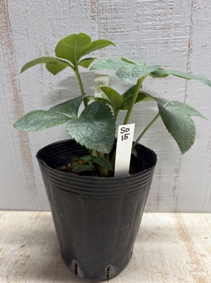 D(大輪)dd-pa(パープル)冬ボタン(T×D(多弁×大輪系))　×　D(大輪)dd-糸ピコ【So15】　交配タグ苗