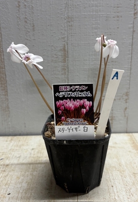 原種シクラメン　ヘデリフォリウム　スターゲイザー白【現品A】