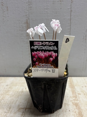 原種シクラメン　ヘデリフォリウム　スターゲイザー白【現品B】