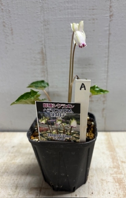 原種シクラメン　ヘデリフォリウム　ヴェルデ【現品A】