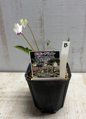 原種シクラメン　ヘデリフォリウム　ヴェルデ【現品B】