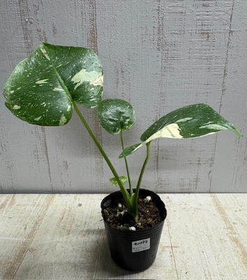 《斑》モンステラ　タイコンステレーション【現品A】