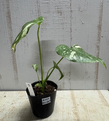 《斑》モンステラ　タイコンステレーション【現品B】