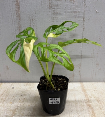 【斑入り】マドカズラ　【現品】