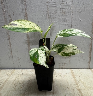 エピプレナム ピナツム マーブル（ハブカズラ）　AZ＃001【現品B】