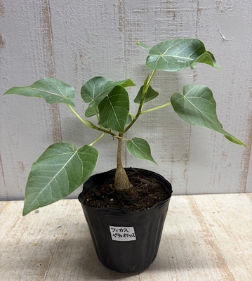 フィカス　ペティオラリス【現品】