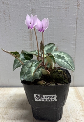 原種シクラメン　ヘデリフォリウム【現品】