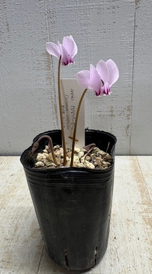 フリチラリア ペルシカ 'グリーン・ドリームス' 《球根》 1球