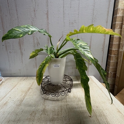 フィロデンドロン　リングオブファイヤ　【現品】