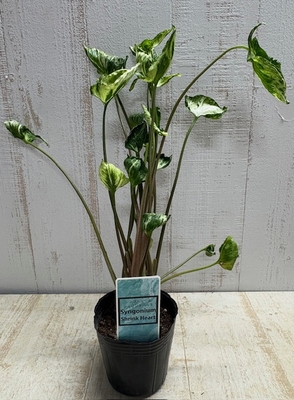 【現品】シンゴニューム　シュリンクハート