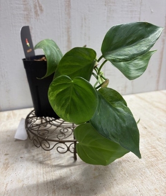 フィロデンドロン　ヘデラカム　バリエガータ　【現品】