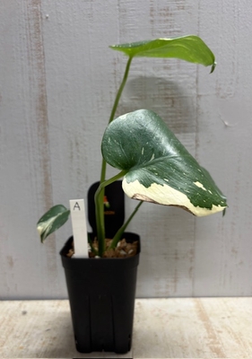 《斑》モンステラ　タイコンステレーション【現品A】