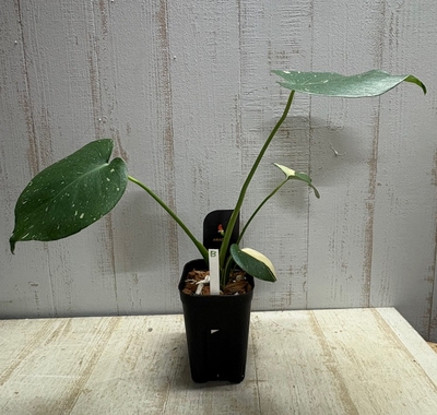 《斑》モンステラ　タイコンステレーション【現品B】