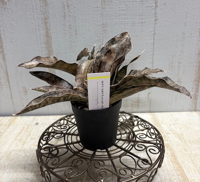 サンセベリア　キルキー　コパートン【現品B】