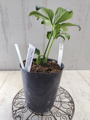 ムルチ系セミダブルホワイトピコ×オキシ系いろはハイブリッドダブル【Og335】交配タグ苗