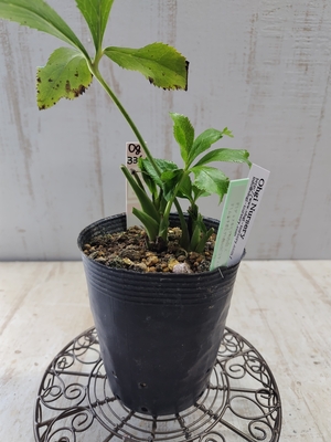 F1デュメ系ヒデhybsd×F1ムルチ系ヒデhybsdピコティー【Og336】交配タグ苗