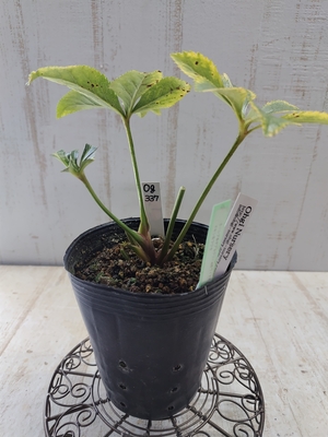 オーレア系ダブルクリームホワイト×オキシ系フジタ【Og337】交配タグ苗