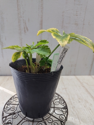 オキシ系蜃気楼F1×ニュー蜃気楼ダブル【Og338】交配タグ苗